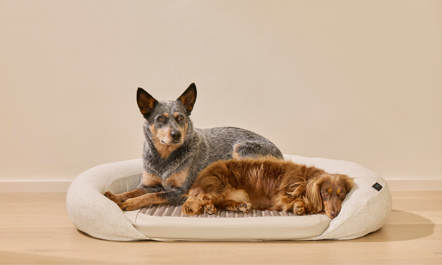 5 Benefits of the Infrared PEMF Pet Bed | HigherDOSE