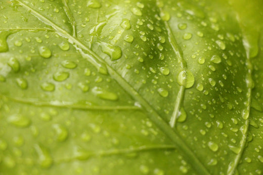 Close up of leaf with raindrops