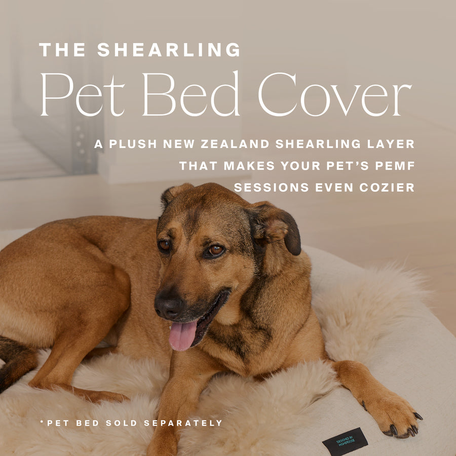 Brown dog resting on a white fluffy shearling pet bed cover.
